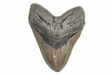 Massive, Fossil Megalodon Tooth - North Carolina #219999-1